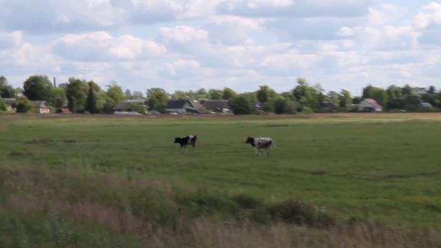 Быки бегут по полю смотреть онлайн