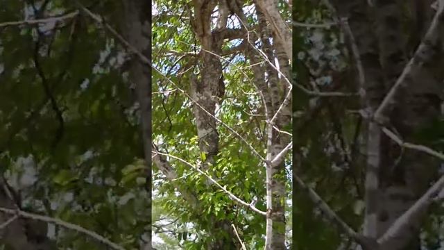 olha quem veio me visitar hoje. смотреть онлайн