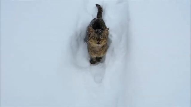 Cold and hungry cat. Холодный и голодный кот смотреть онлайн