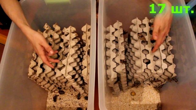 Ч.1 Разведение таракана мертвая голова / Ферма, содержание / Blaberus craniifer смотреть онлайн