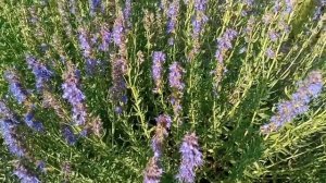 Иссоп как медонос  Пчелы на иссопе  20 06 2022