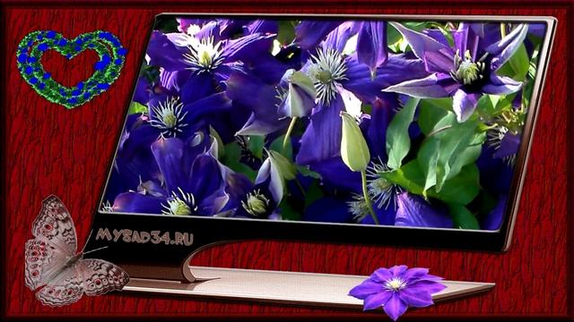 Клематис Синее пламя (Sinee Plamia) смотреть онлайн