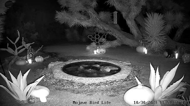 LIVE Watering Hole in the Mojave Desert at Night ⛲??✨? #coyotes #bobcats #owls #bats #kangaroorat смотреть онлайн