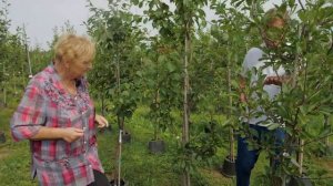 Плодовый сад. Уход за плодовыми деревьями. Плодовые кустарники. Планирование плодового сада.