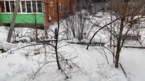 Прозрачная кормушка для птиц на окно. Как мне удалось привлечь птиц к кормушке? День седьмой.