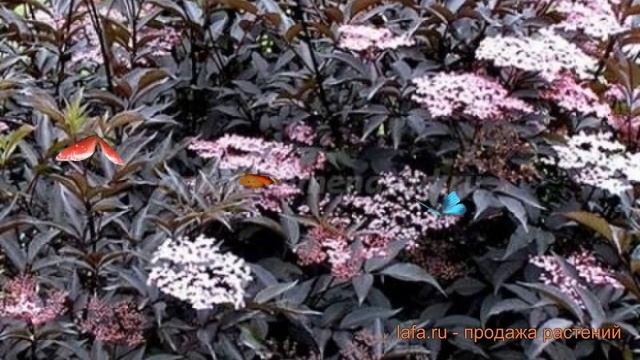 Бузина черная Тундерклоуд (thundercloud) ? обзор: как сажать, саженцы бузины Тундерклоуд смотреть онлайн