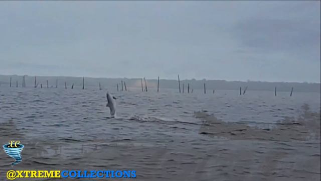 Commewijne River in Paramaribo, Suriname смотреть онлайн