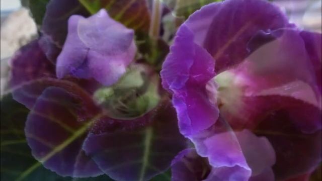 Цветение орхидеи и глоксинии, от бутона до цветка. смотреть онлайн