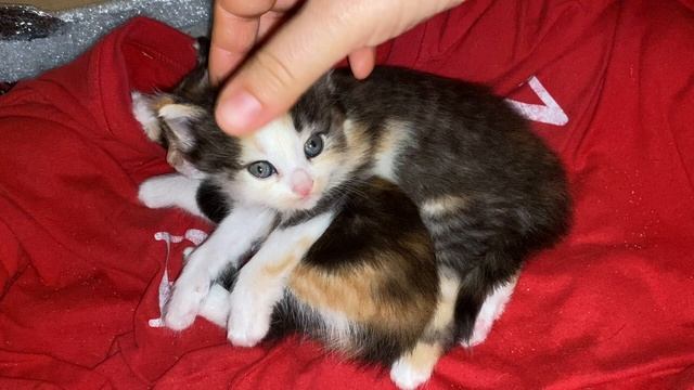 Нам подбросили Котят-это ….. виноват//Котята трёхцветные