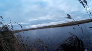 23 СЕНТЯБРЯ 2017 Охота на утку в Курганской области