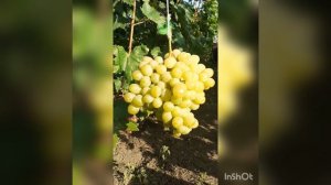 Виноград Лора