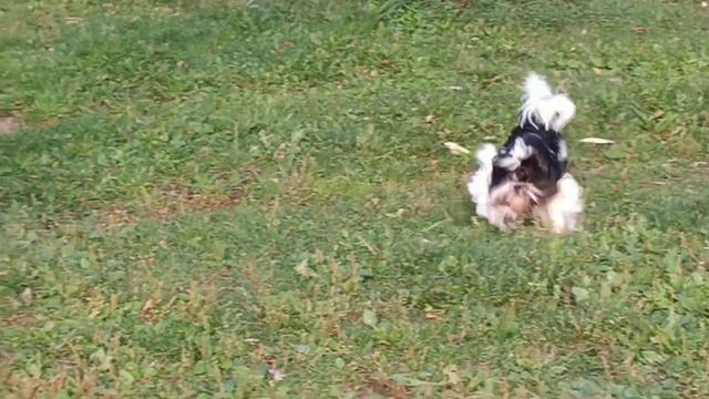 РАГСОЛЬ ИРЖИК смотреть онлайн