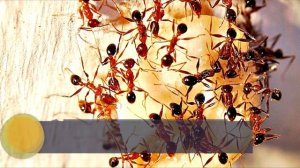 Как БЫСТРО вывести муравьев из дома или квартиры