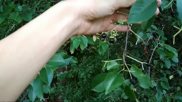 Черемуха! Спасибо за ответы! (Какое это дерево? Лесное дерево-загадка.) смотреть онлайн