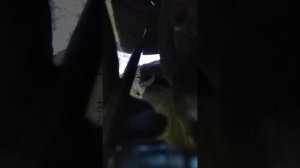 Замена втулок стабилизатора на Ситроен Берлинго ?