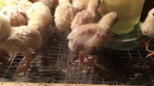 Переехали жить в деревню! брудер для бройлеров своими руками из старого шкафа