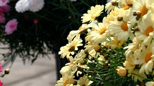 TeleCAST 2021 - Argyranthemum смотреть онлайн