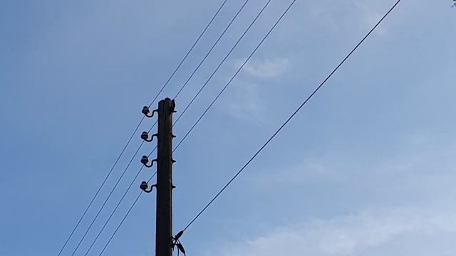 Чем заняться в самоизоляции. Дятел. Дятел электрик. Дачный участок. 4K 3840x2160 (60fps) видео смотреть онлайн
