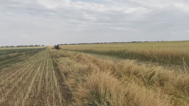 Горчица, мой дядя косить горчицу на свал смотреть онлайн