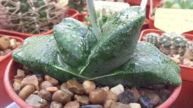 Gasteria Armstrongii 'XSP10'