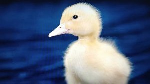 3 класс#Поэтическая тетрадь.Саша Чёрный.Что ты тискаешь утёнка?