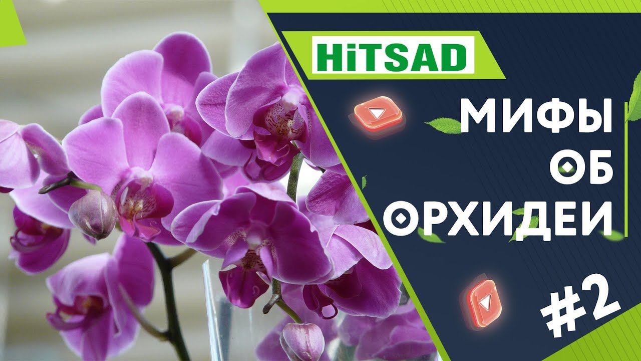 Ошибки При Выращивании Орхидеи Мифы и Заблуждения Об Орхидеях Часть 2 смотреть онлайн