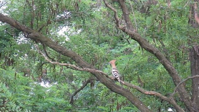 Hoopoe Flying, Attack, Eating. Hoopoe Sound, Singing, A Hoopoe Bird Song. Hoopoe Mating Call