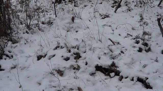 Охота на Куницу капканами. Сезон 2020-2021г. Малый путик, опять удача. смотреть онлайн