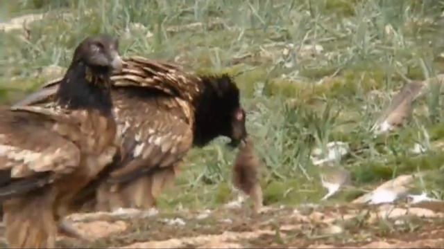 Бородач - Gypaetus barbatus.mp4 смотреть онлайн