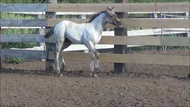 2016 Emma Grullo Roan Colt смотреть онлайн
