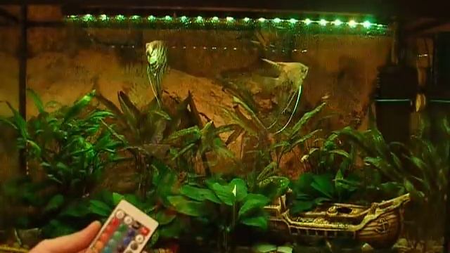 LED светильник для аквариума 51см с пультом Минск +375 29 648 71 98 смотреть онлайн