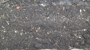 Как посадить редис. Несколько простых правил / Секреты хорошего урожая / Как вырастить крупный реди