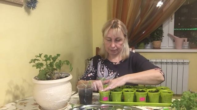 Черенкование Королевской пеларгонии (герани) ЛУЧШИЙ СПОСОБ! смотреть онлайн