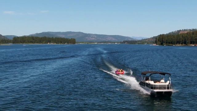 Польза растений! Польза грибов! Комбуча! Красная щетка! Черный рис!