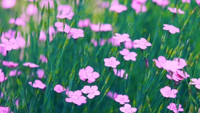 Необычная весенняя трава. Гвоздика травянка | Футажи красивая природа [FullHD] смотреть онлайн