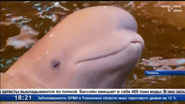 Дельфины приехали! смотреть онлайн