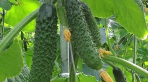 Консультант Садовода на Усадьбе №10