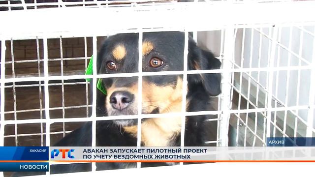 В Абакане запускают пилотный проект по учету бездомных животных смотреть онлайн