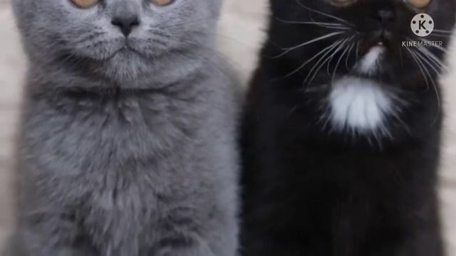 Вы только посмотрите! Необычный кот стал отцом котят, у каждого из которых свои особенности... смотреть онлайн