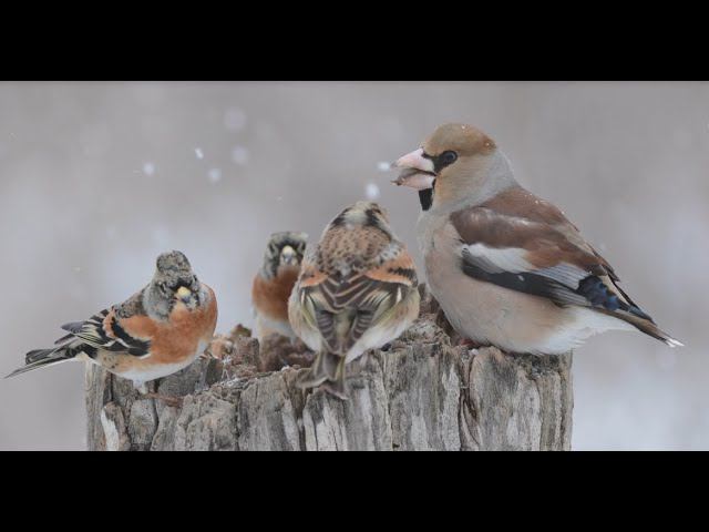 Зимний сезон в жилом комплексе MOD | MR Group