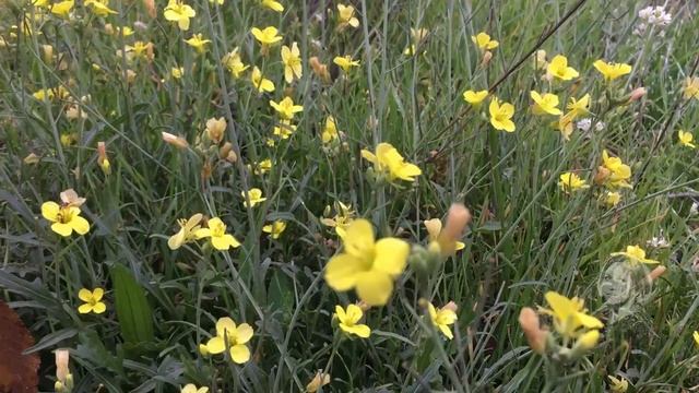 РУККОЛА, ВКУСНАЯ И ПОЛЕЗНАЯ ЭТО НЕ СОРНАЯ ТРАВА, А ПИКАНТНАЯ ПРИПРАВА! смотреть онлайн