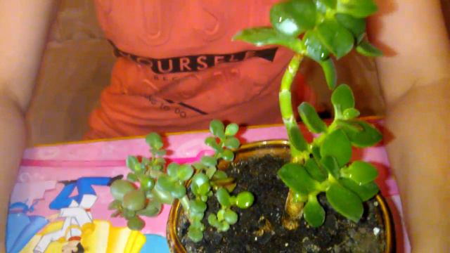 Уход за толстянкой смотреть онлайн