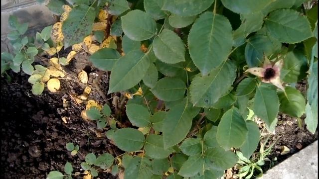 Укрытие цветов на зиму смотреть онлайн
