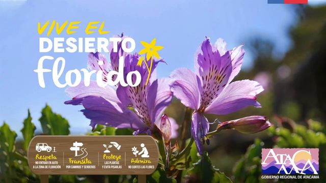 Floración en el Desierto Región de Atacama смотреть онлайн