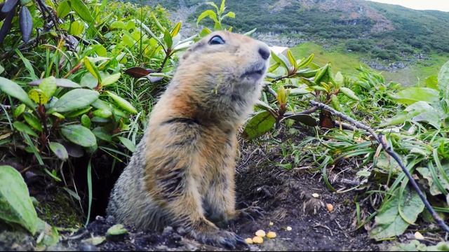 Евражка на Камчатке смотреть онлайн