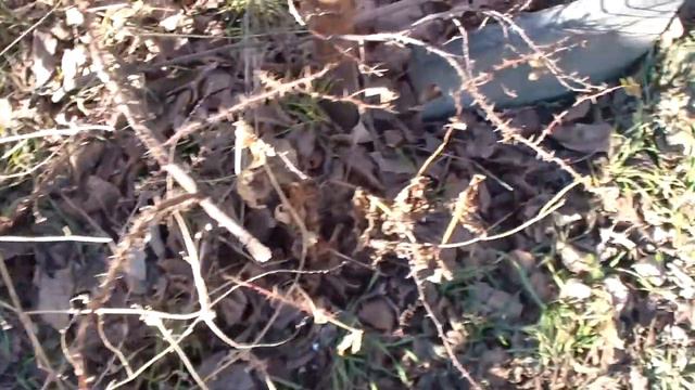 Первые цветы в Анапе 23.01.2017г. смотреть онлайн