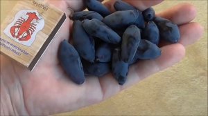 БОРЕАЛ БЛИЗАРД  и  БОРЕАЛ БЬЮТИ -  поздние сорта жимолости из Канады. / 12.06.19.