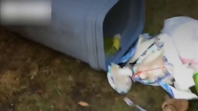 20 Werewolves Caught On Camera