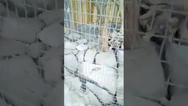 Малинки южный парк птиц