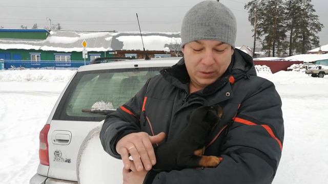 Ягдтерьер уехала в Сузун. хозяин назван по имени Лаки смотреть онлайн